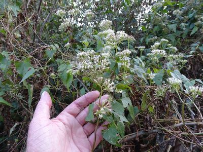 Mikania natalensis, photographed by Shaun Swanepoel