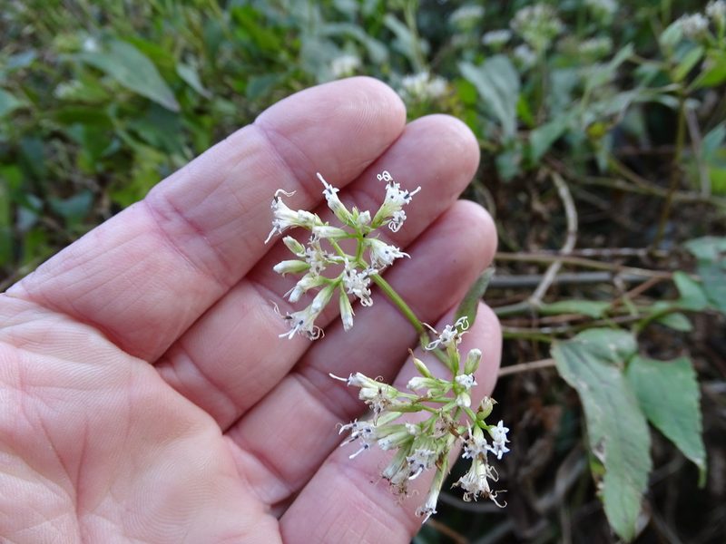 Mikania natalensis, photographed by Shaun Swanepoel