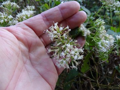 Mikania natalensis, photographed by Shaun Swanepoel