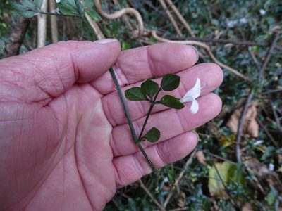 Hypoestes triflora, photographed by Shaun Swanepoel