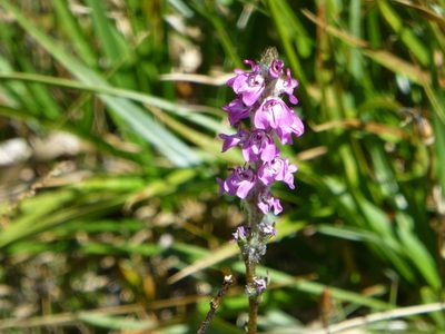 Pedicularis attollens, photographed by Steve Woodward