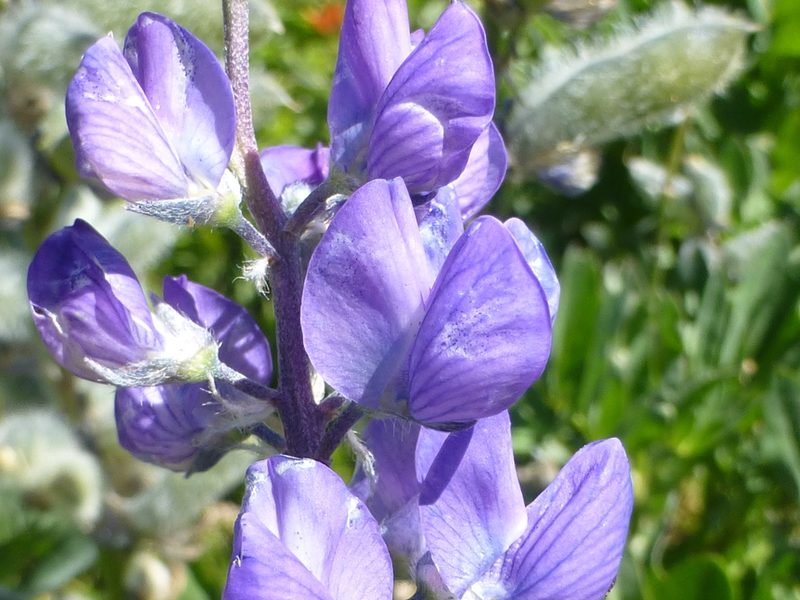 Lupinus burkei, photographed by Steve Woodward