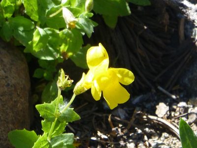 Erythranthe tilingii, photographed by Steve Woodward