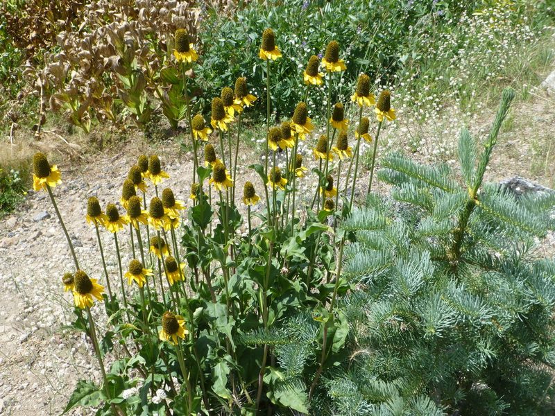 Rudbeckia californica, photographed by Steve Woodward