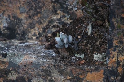 Adromischus hemisphaericus, photographed by Tony Rebelo