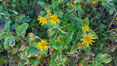 Jacobaea alpina, photographed by Gergely Nigg