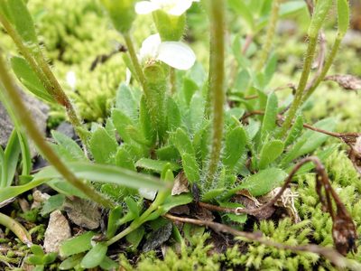 Saxifraga androsacea, photographed by Wolfgang Jauch