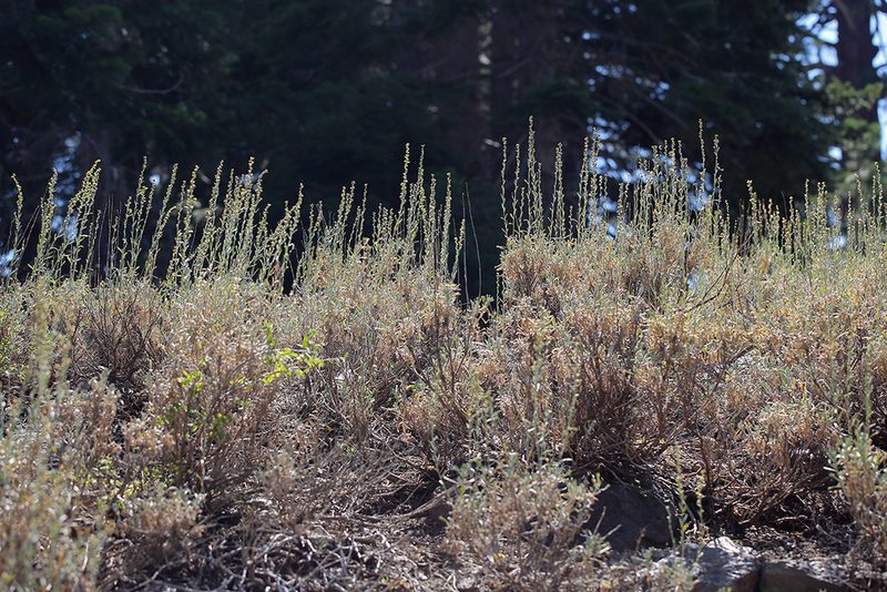 Artemisia spiciformis, photographed by Steve Matson
