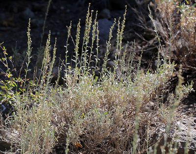 Artemisia spiciformis, photographed by Steve Matson
