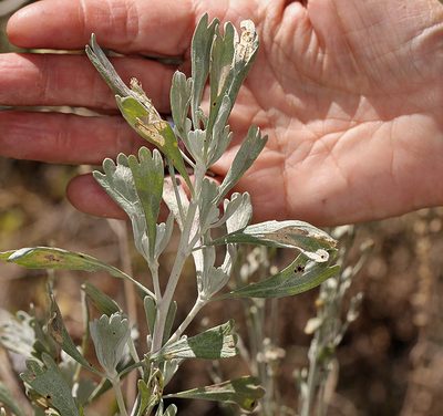 Artemisia spiciformis, photographed by Steve Matson