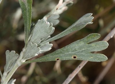 Artemisia spiciformis, photographed by Steve Matson