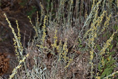 Artemisia spiciformis, photographed by Steve Matson
