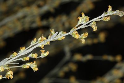 Artemisia spiciformis, photographed by Steve Matson