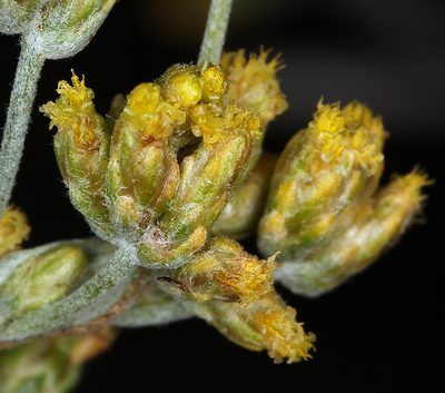 Artemisia spiciformis, photographed by Steve Matson