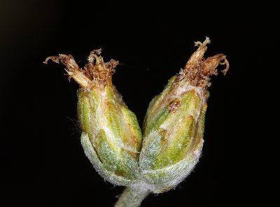 Artemisia spiciformis, photographed by Steve Matson
