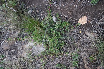 Ruschia rubricaulis, photographed by Tony Rebelo
