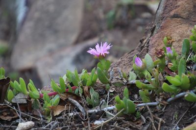 Ruschia rubricaulis, photographed by Tony Rebelo