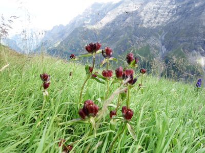Gentiana purpurea, photographed by Wolfgang Jauch