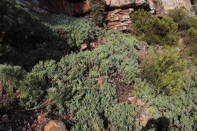 Scopelogena verruculata, photographed by Tony Rebelo