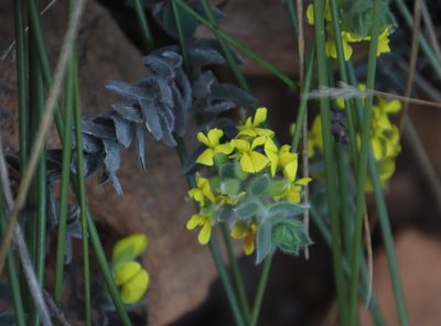 Xiphotheca reflexa, photographed by Tony Rebelo