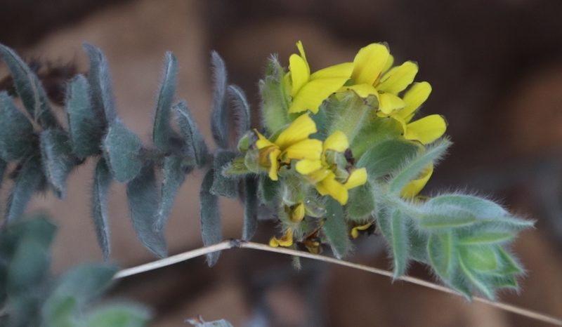 Xiphotheca reflexa, photographed by Tony Rebelo