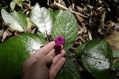 Chrysothemis melittifolia, photographed by Eric Knight