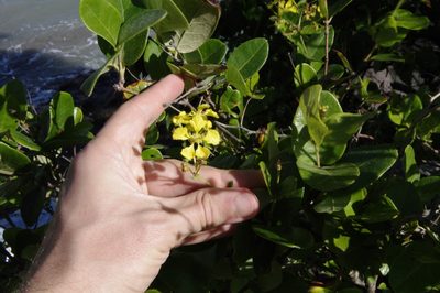 Stigmaphyllon diversifolium, photographed by Eric Knight