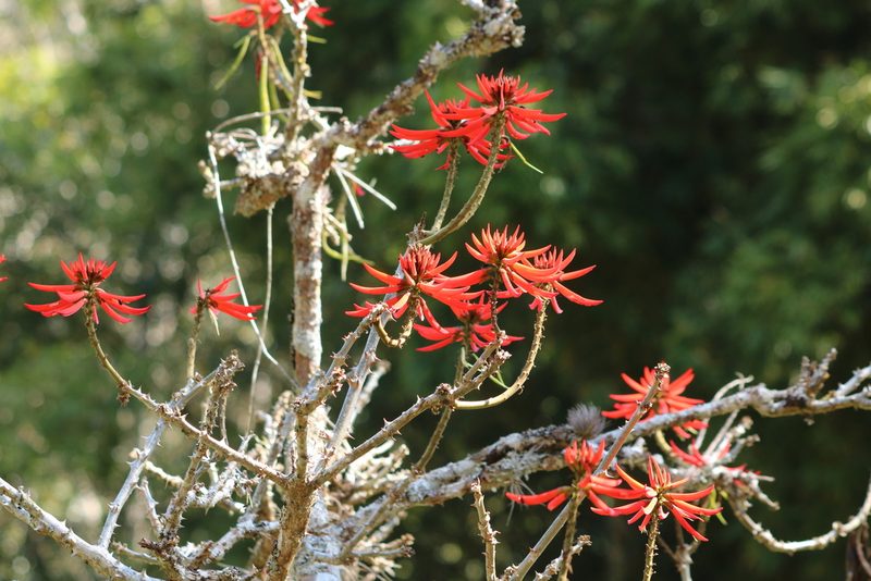 Erythrina speciosa, photographed by Josi Guimarães