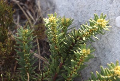 Clutia polygonoides, photographed by Tony Rebelo