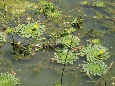 Ludwigia sedioides, photographed by Tsssss
