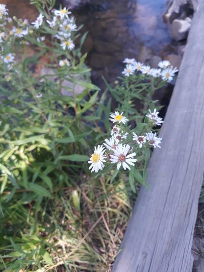 Symphyotrichum eatonii, photographed by Alexis Murray