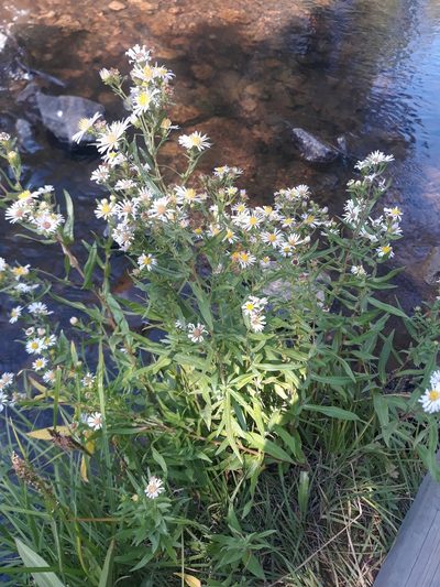 Symphyotrichum eatonii, photographed by Alexis Murray
