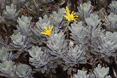 Euryops pectinatus, photographed by Tony Rebelo