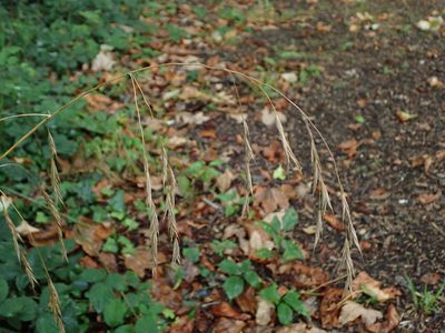 Bromus ramosus, photographed by Daniel Cahen
