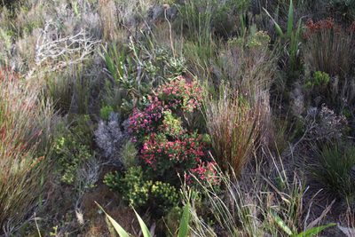 Penaea fucata, photographed by Tony Rebelo