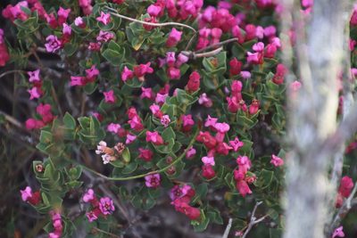Penaea fucata, photographed by Tony Rebelo