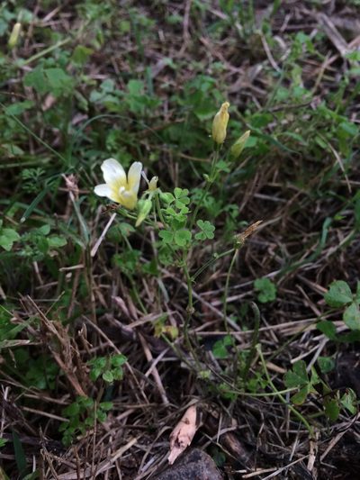 Oxalis niederleinii, photographed by B. Phalan