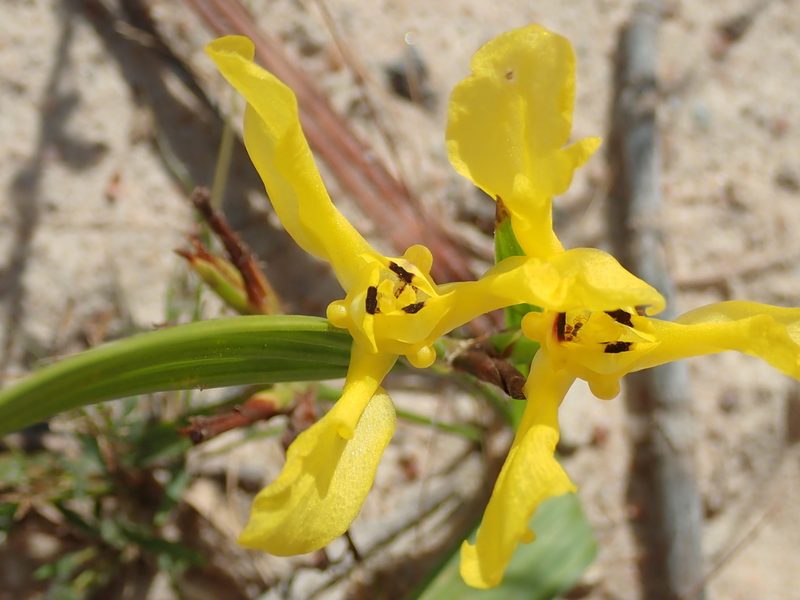 Cipura xanthomelas, photographed by Tsssss