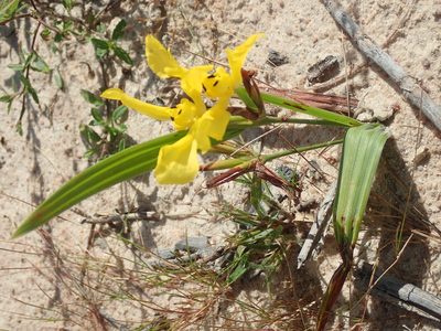 Cipura xanthomelas, photographed by Tsssss