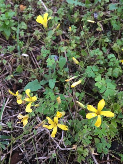 Oxalis niederleinii, photographed by B. Phalan