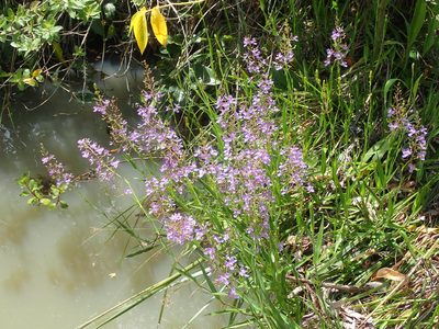 Murdannia gardneri, photographed by Tsssss