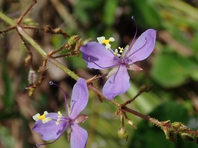 Murdannia gardneri, photographed by Tsssss