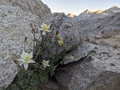 Aquilegia pubescens, photographed by Geert Barentsen