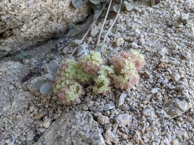 Eriogonum lobbii, photographed by Geert Barentsen