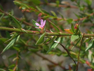 Cuphea antisyphilitica, photographed by Tsssss