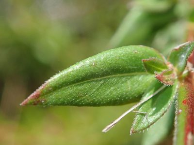 Cuphea antisyphilitica, photographed by Tsssss
