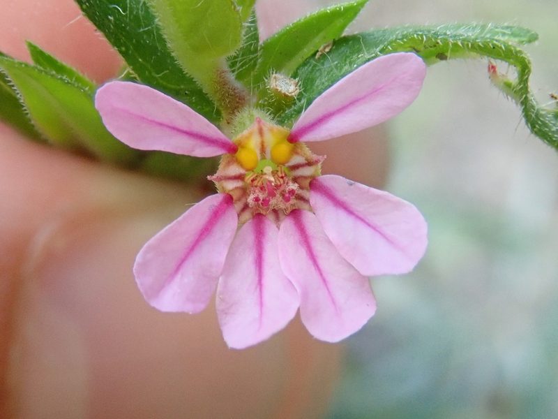 Cuphea antisyphilitica, photographed by Tsssss
