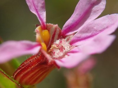 Cuphea antisyphilitica, photographed by Tsssss