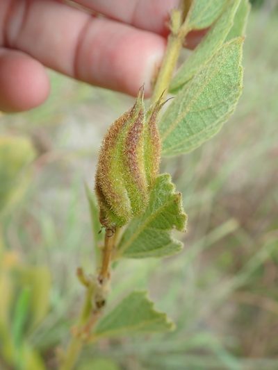 Helicteres sacarolha, photographed by Tsssss