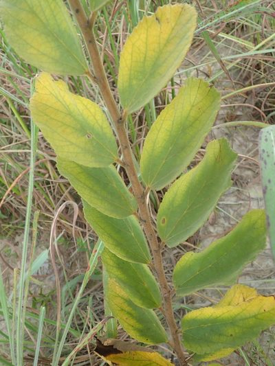 Helicteres sacarolha, photographed by Tsssss